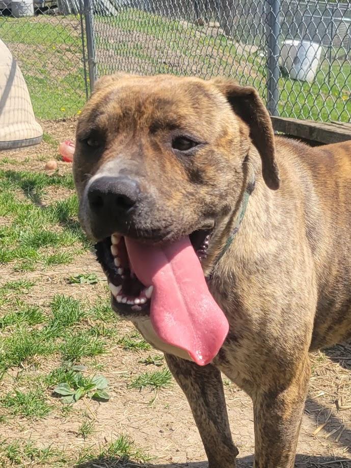 Akins 152-25 (cell dog), a Adoptable mixed breed in Cambridge, OH image 2/5