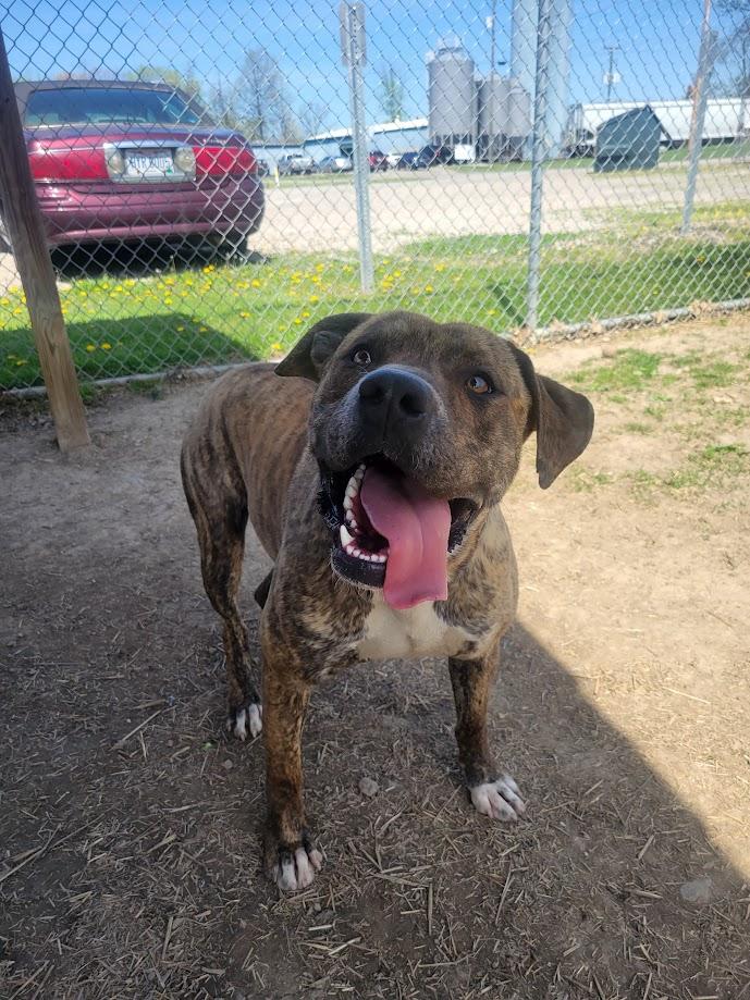 Akins 152-25 (cell dog), a Adoptable mixed breed in Cambridge, OH image 3/5