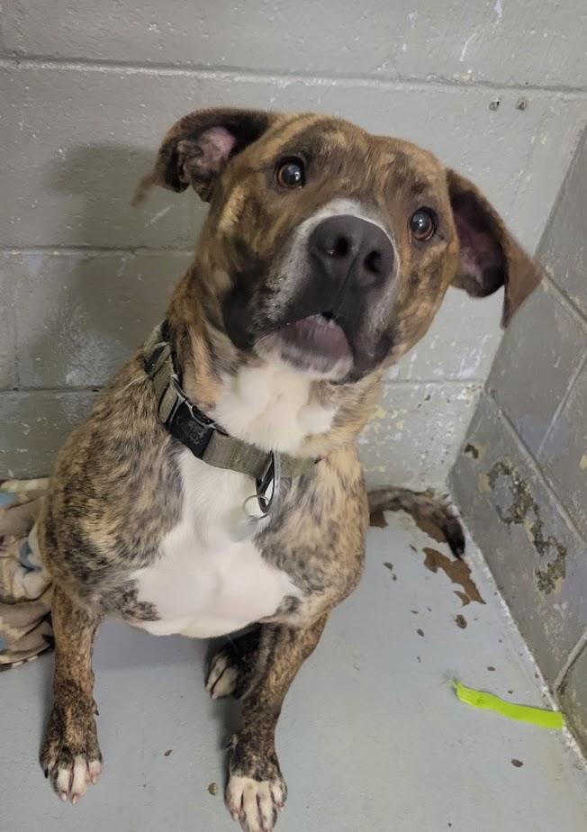 Enlarge Akins 152-25 (cell dog), a Adoptable mixed breed in Cambridge, OH image 6/6