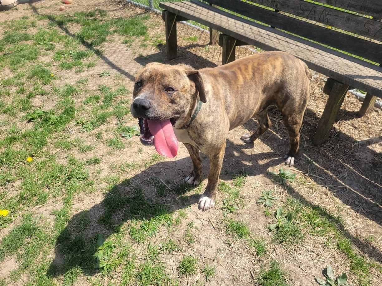 Akins 152-25 (cell dog), a Adoptable mixed breed in Cambridge, OH image 4/5