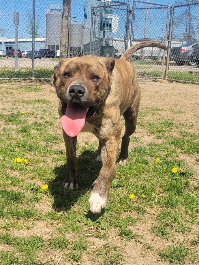 Akins 152-25 (cell dog), a Adoptable mixed breed in Cambridge, OH image 5/5