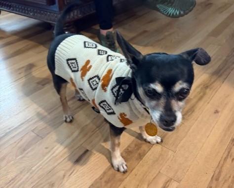 Molly, ADOPTABLE, Adult Female Chihuahua.