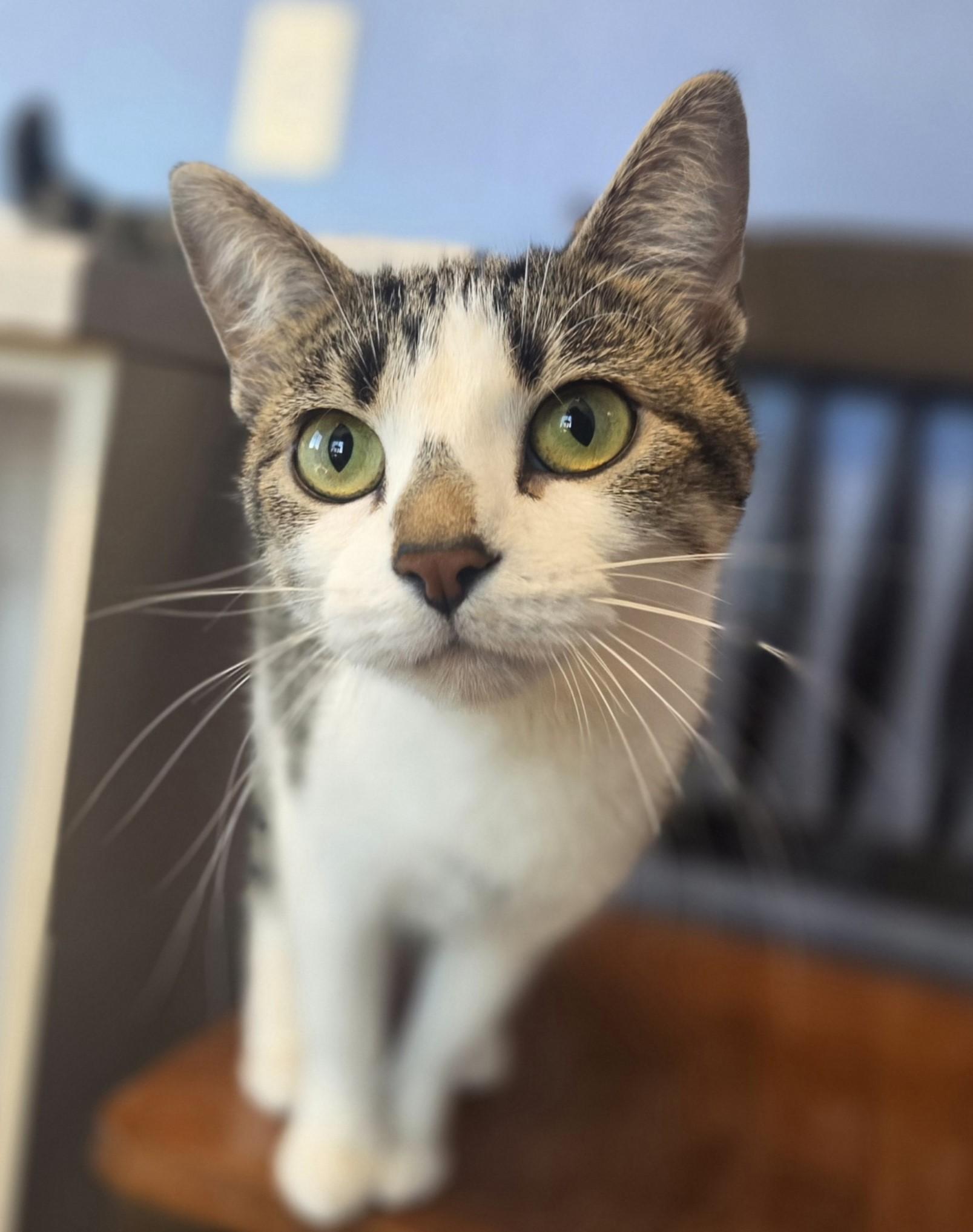 Garnier, adopted, Adult Female Domestic Short Hair.