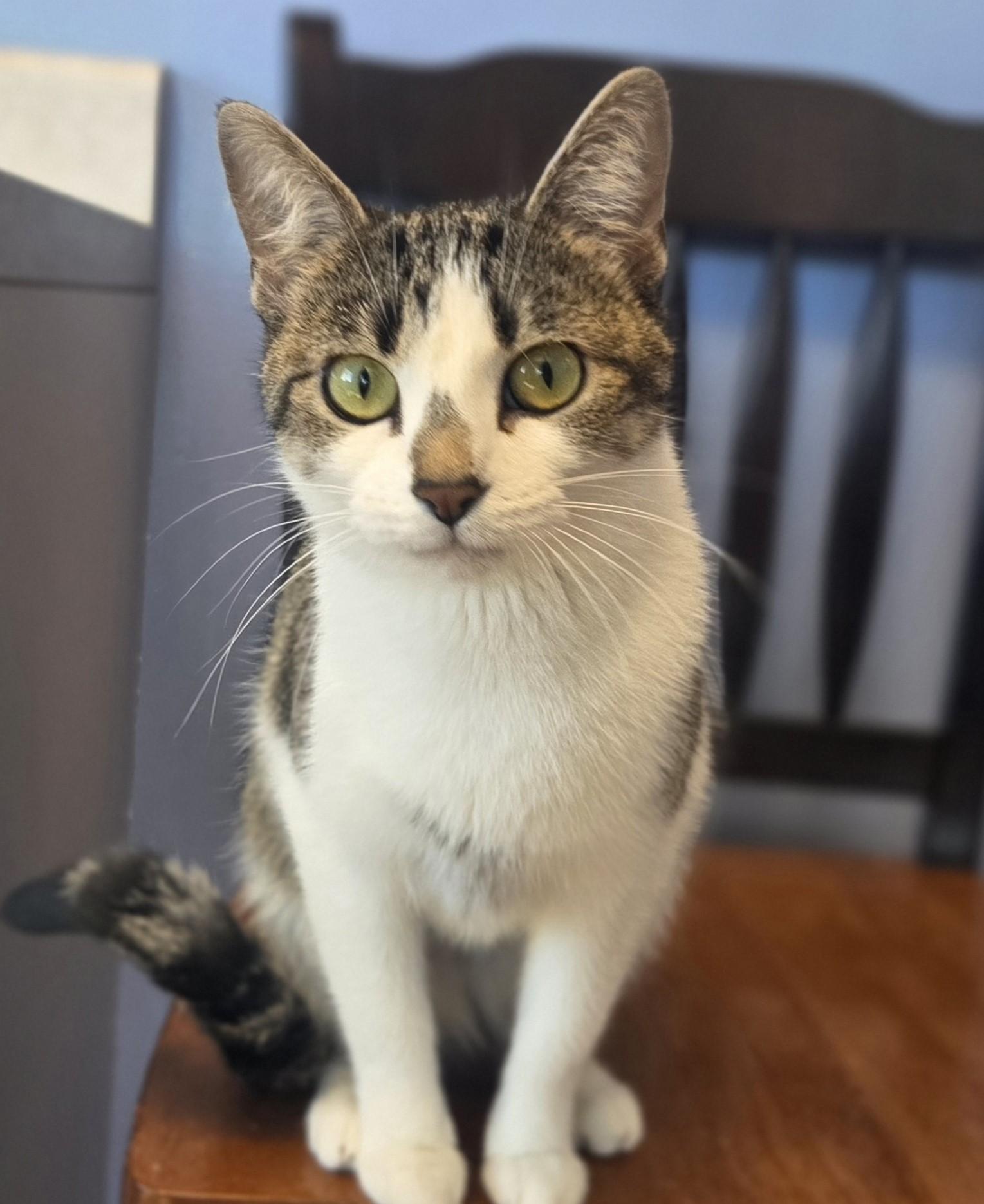 Enlarge Garnier, an adopted Domestic Short Hair in Brookings, SD image 3/3