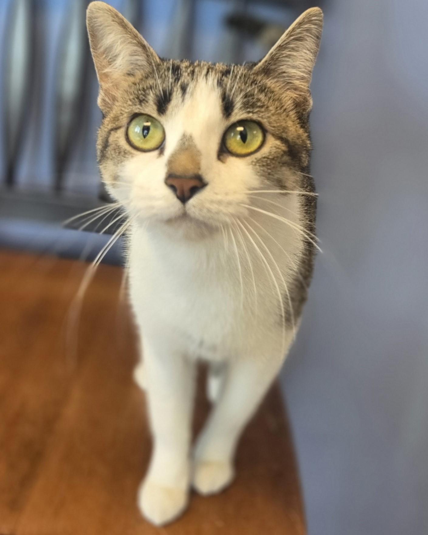 Enlarge Garnier, an adopted Domestic Short Hair in Brookings, SD image 2/3