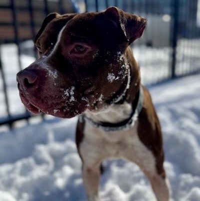 Enlarge Hershey, an adopted Pit Bull Terrier in Buffalo, NY image 1/4