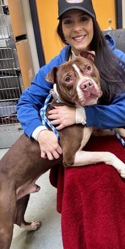 Enlarge Hershey, an adopted Pit Bull Terrier in Buffalo, NY image 4/4