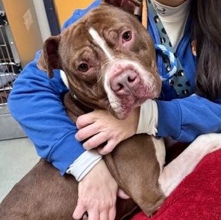 Enlarge Hershey, an adopted Pit Bull Terrier in Buffalo, NY image 2/4