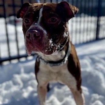 Enlarge Hershey, an adopted Pit Bull Terrier in Buffalo, NY image 3/4