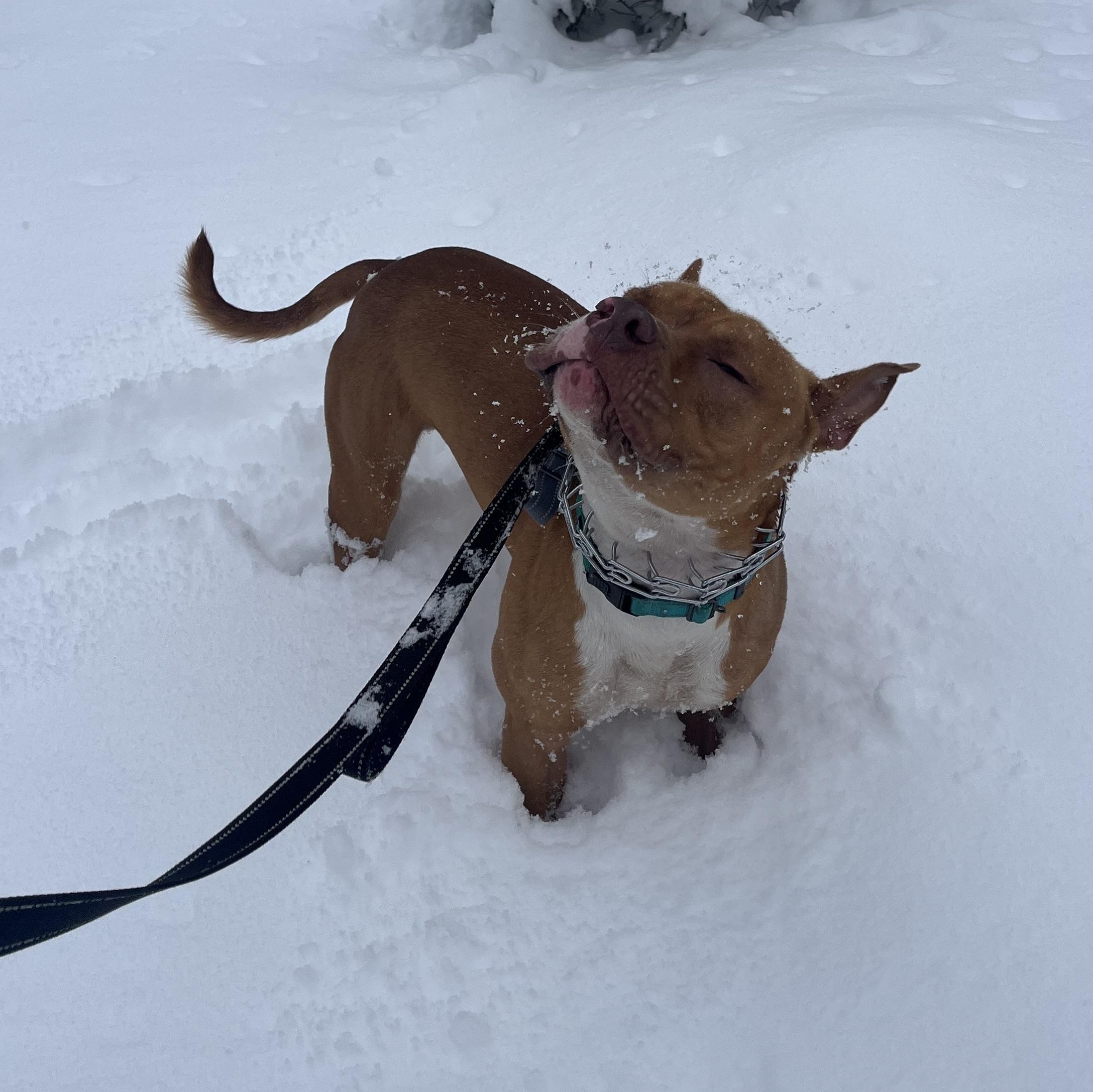 Hank, an adopted mixed breed in Manistique, MI image 1/3
