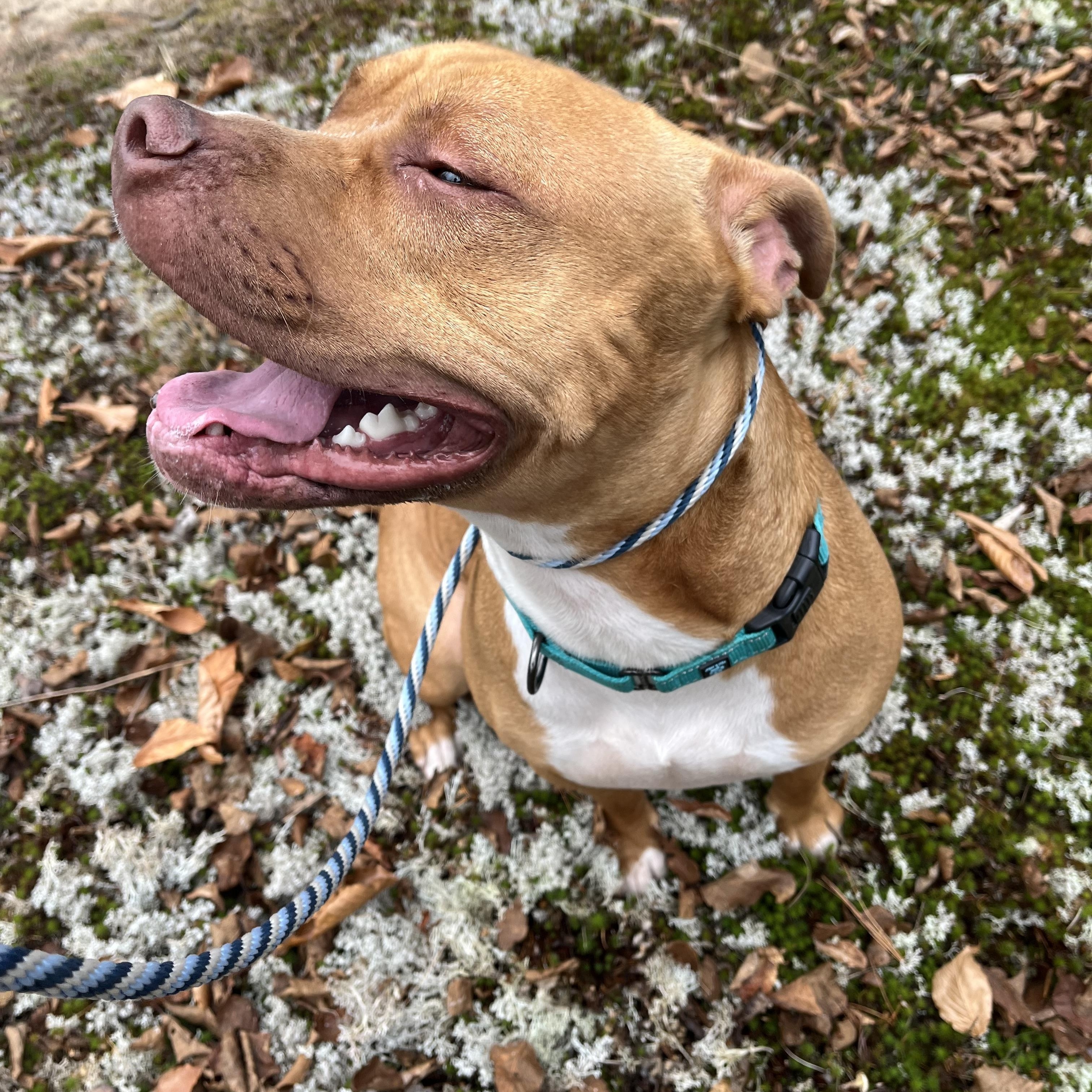 Hank, an adopted mixed breed in Manistique, MI image 2/3