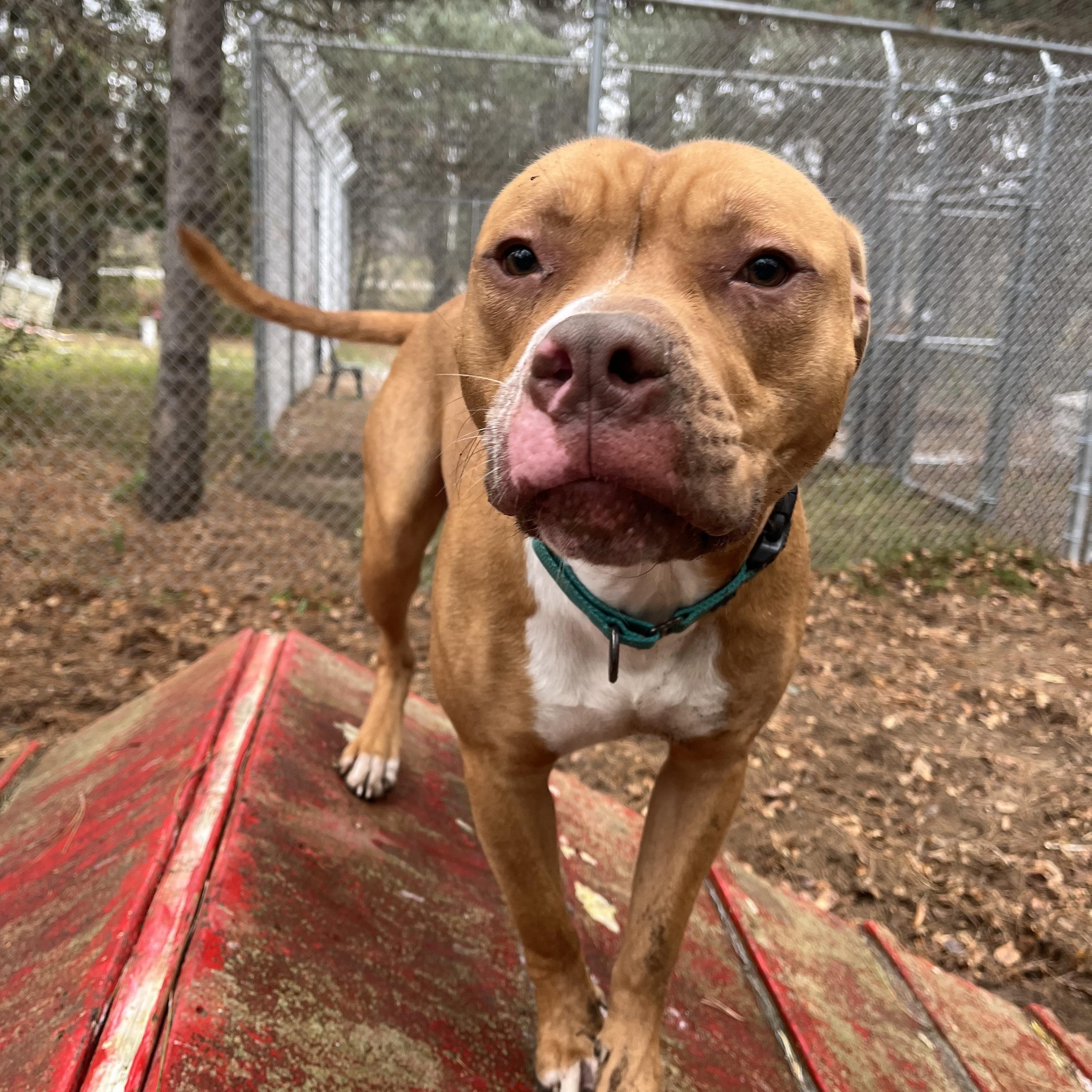Hank, an adopted mixed breed in Manistique, MI image 3/3