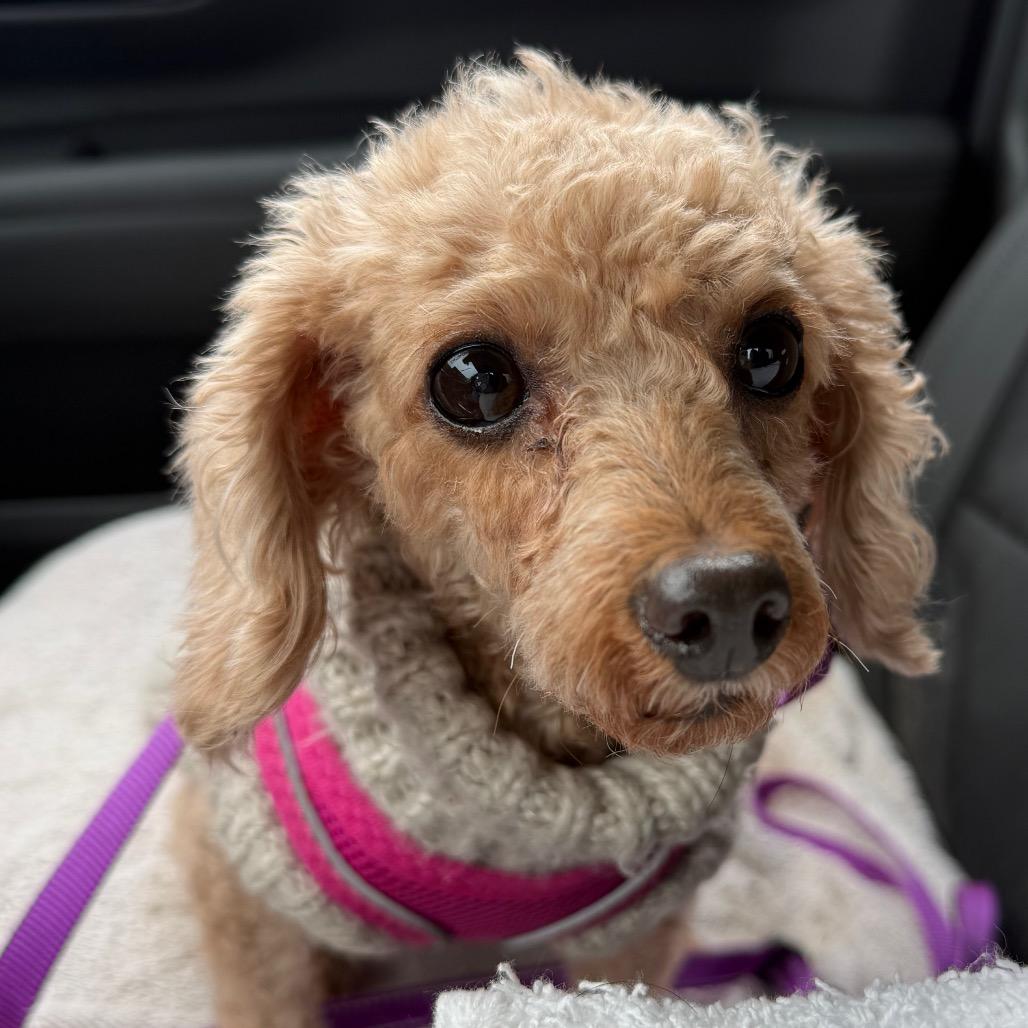 Jordan $550, Adoptable, Adult Female Poodle.