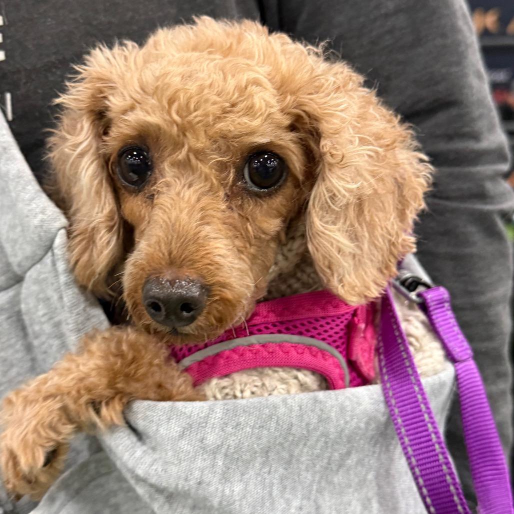 Enlarge Jordan $550, a Adoptable Poodle in Milwaukee, WI image 2/5