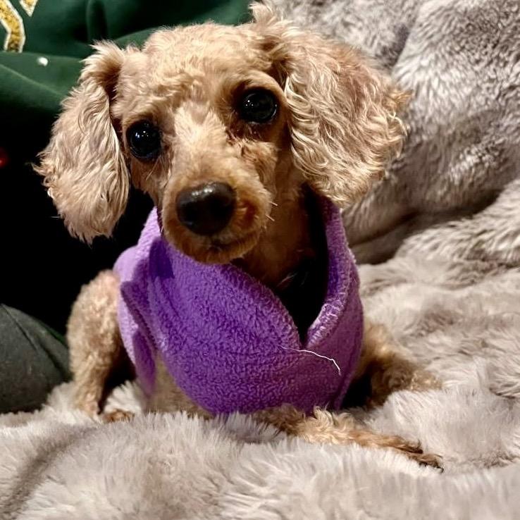 Enlarge Jordan $550, a Adoptable Poodle in Milwaukee, WI image 5/5