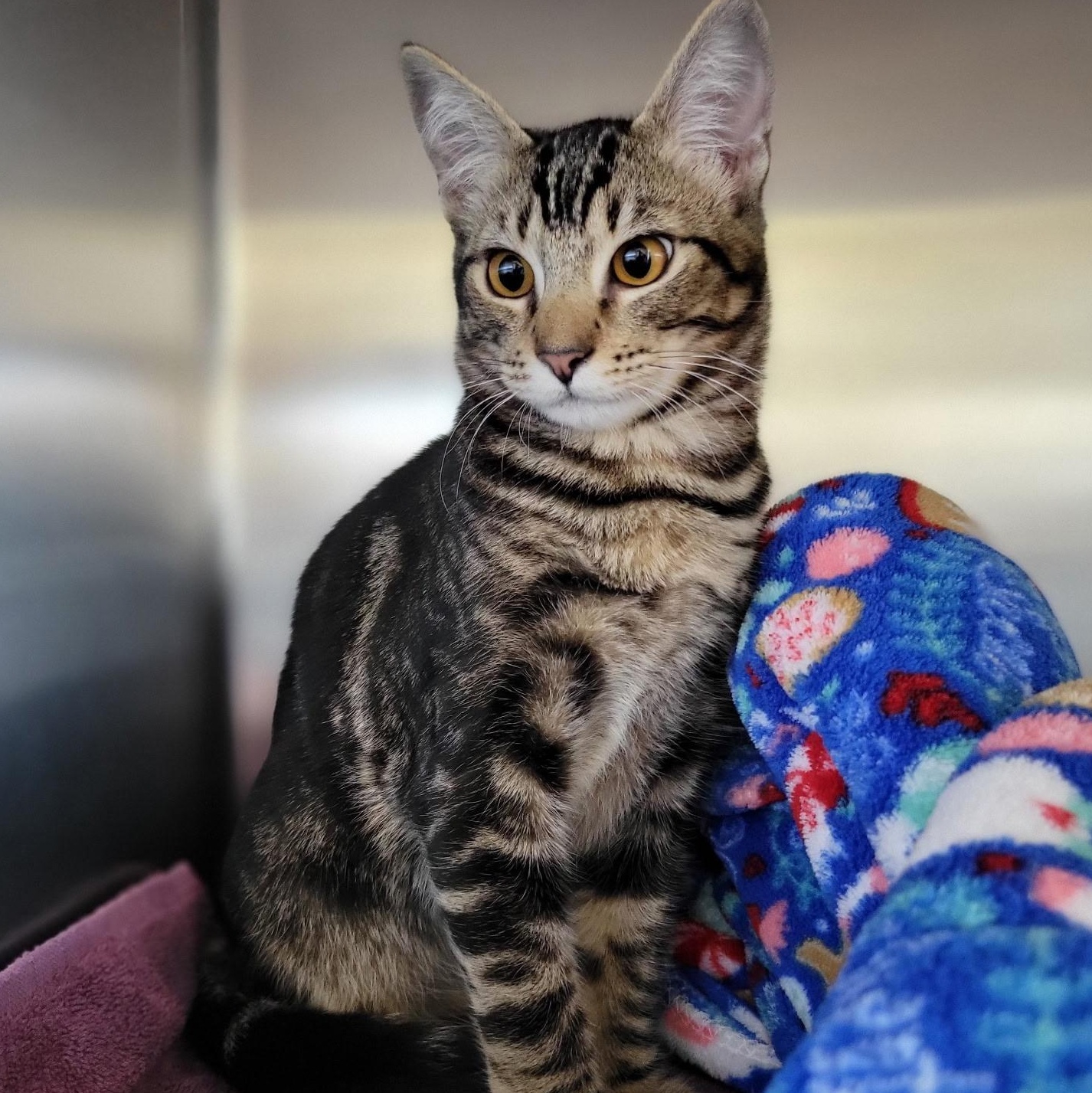 Clooney, Adoptable, Kitten Male Domestic Short Hair.