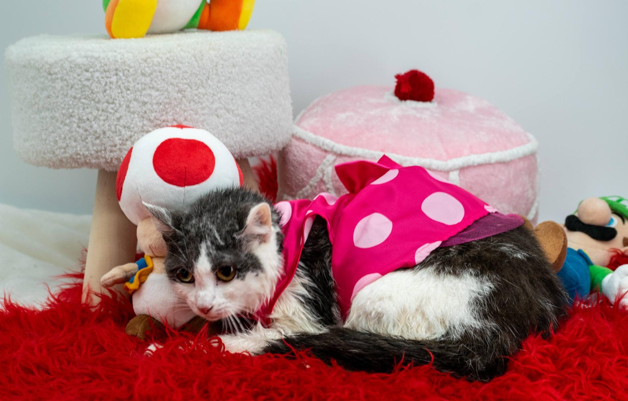 Enlarge Peach, a ADOPTABLE Domestic Short Hair in Sevierville, TN image 4/4