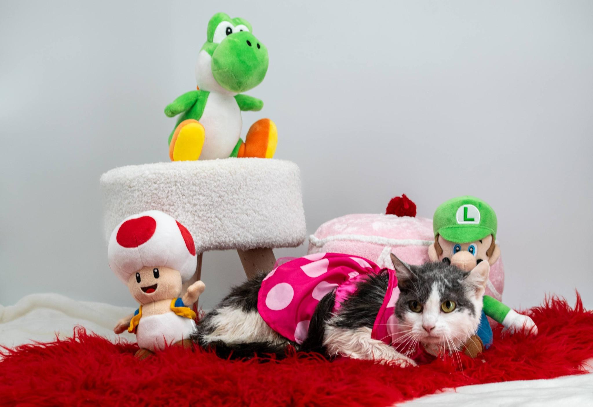 Enlarge Peach, a ADOPTABLE Domestic Short Hair in Sevierville, TN image 2/4