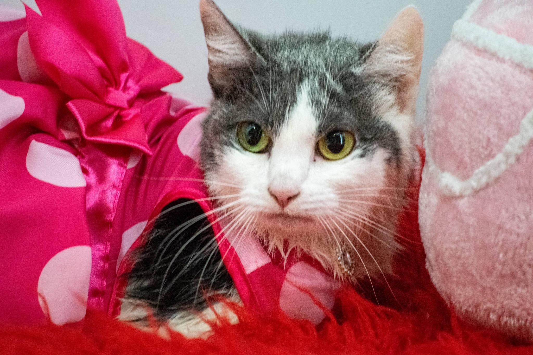 Enlarge Peach, a ADOPTABLE Domestic Short Hair in Sevierville, TN image 3/4