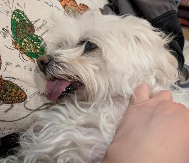 Enlarge Gracie, a ADOPTABLE mixed breed in Pinedale, WY image 4/5