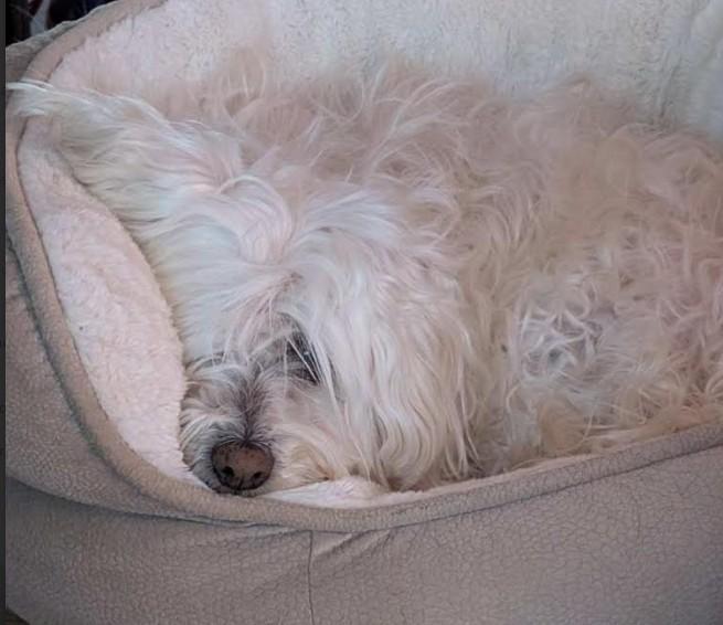 Enlarge Gracie, a ADOPTABLE mixed breed in Pinedale, WY image 5/5