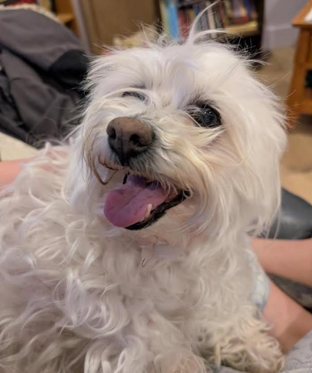 Enlarge Gracie, a ADOPTABLE mixed breed in Pinedale, WY image 3/5