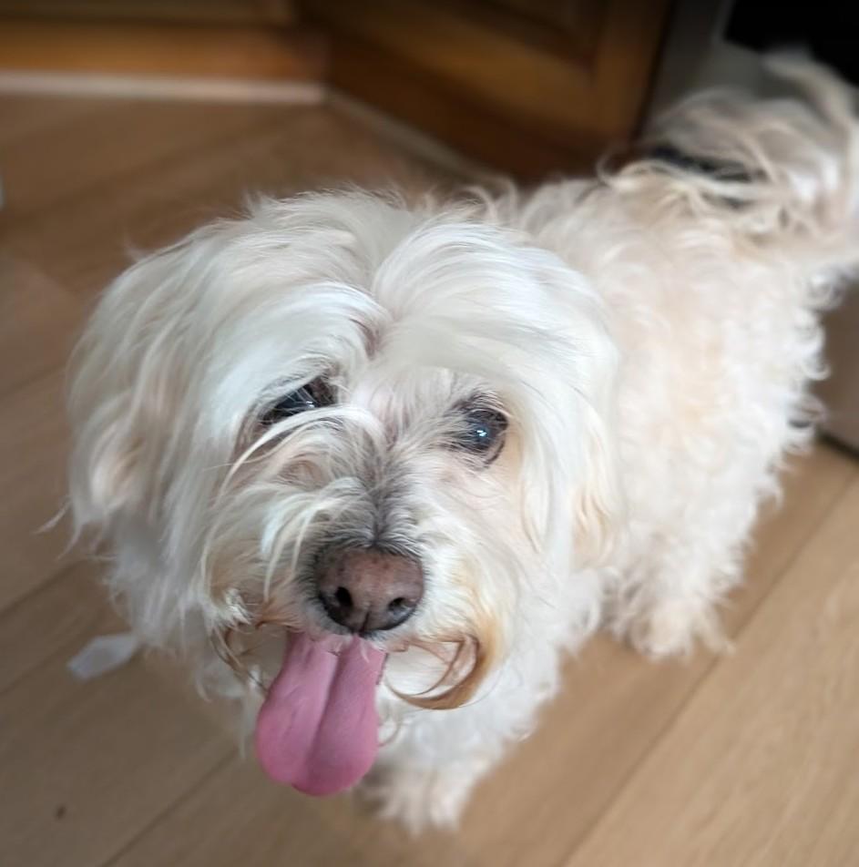 Enlarge Gracie, a ADOPTABLE mixed breed in Pinedale, WY image 2/5