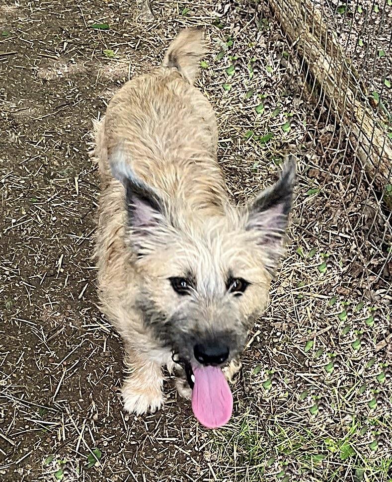 Diesel, a ADOPTABLE mixed breed in Godley, TX image 4/6