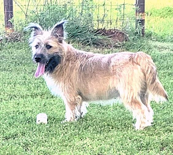 Diesel, a ADOPTABLE mixed breed in Godley, TX image 6/6