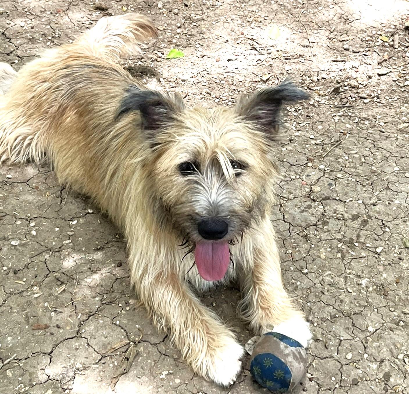Diesel, a ADOPTABLE mixed breed in Godley, TX image 3/6