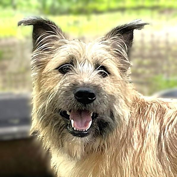 Diesel, a ADOPTABLE mixed breed in Godley, TX image 1/6