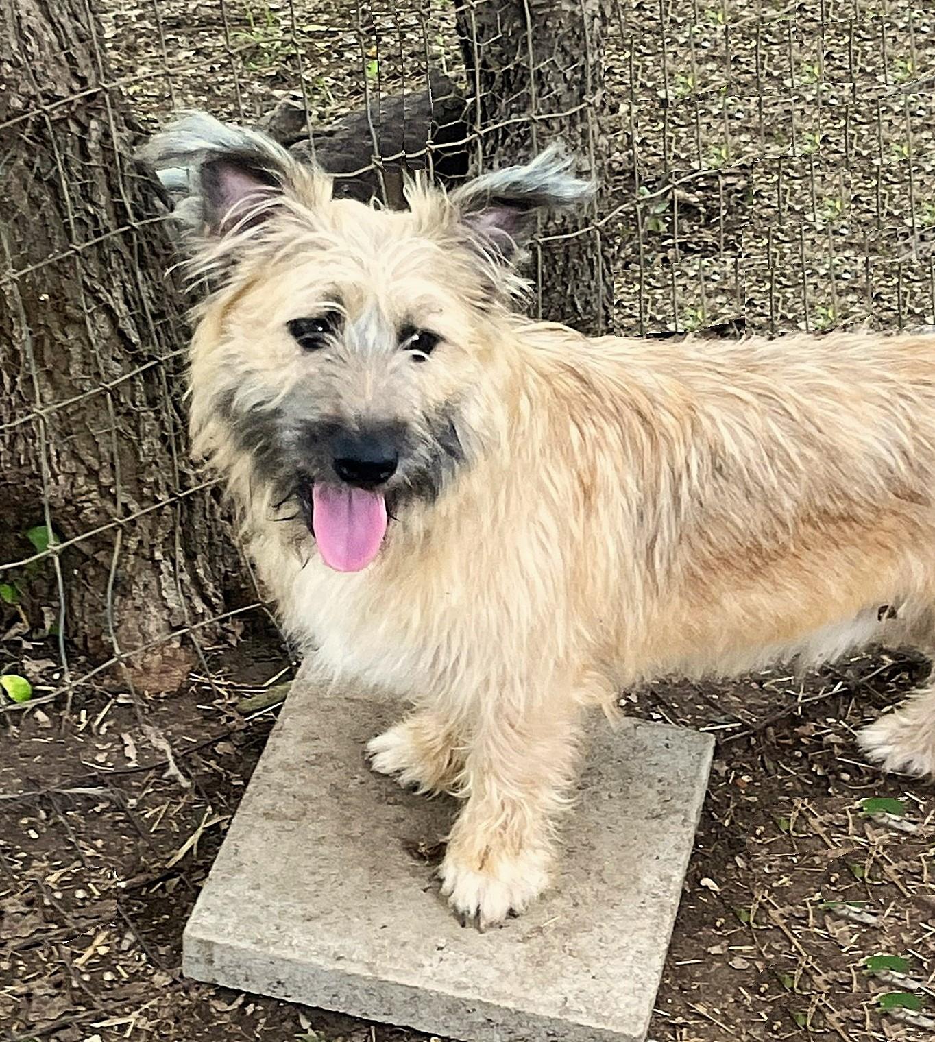Diesel, a ADOPTABLE mixed breed in Godley, TX image 2/6