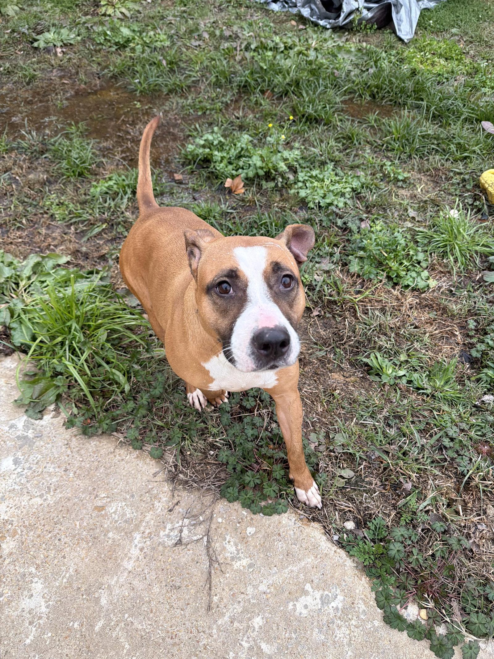 Janice, Adoptable, Senior Female Pit Bull Terrier & Boxer.