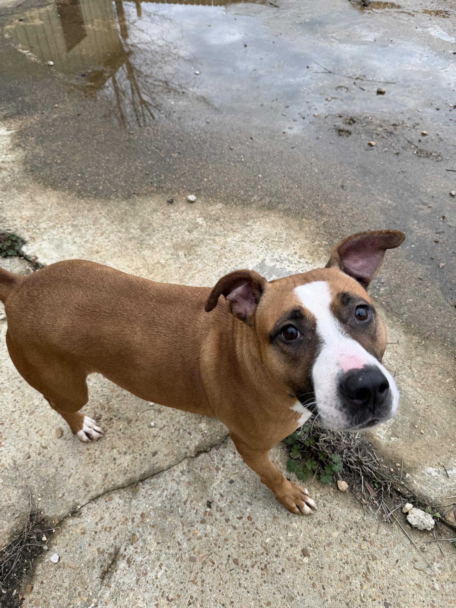 Enlarge Janice, a Adoptable mixed breed in Jackson, MS image 2/2