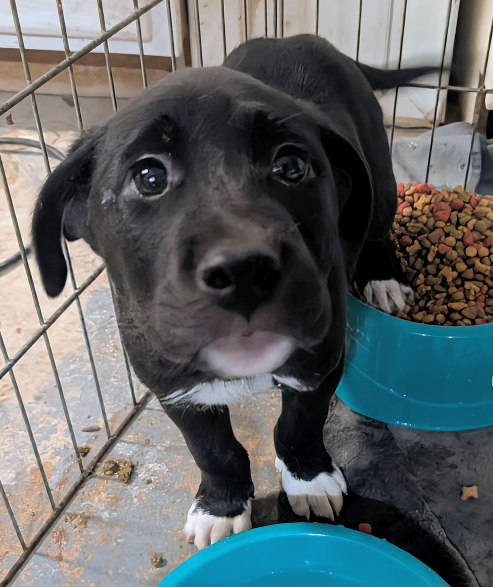 Tom, ADOPTABLE, Puppy Male Black Labrador Retriever & Boxer.