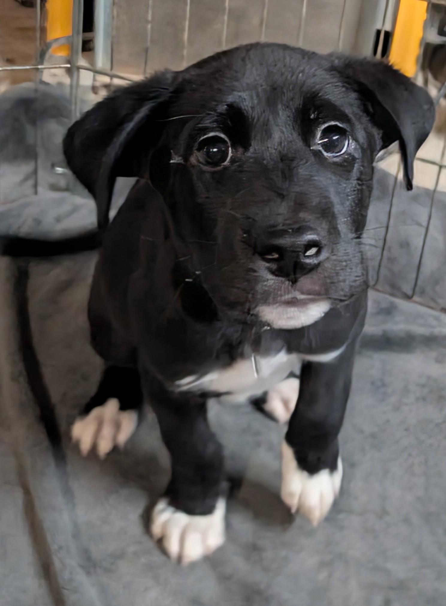 Enlarge Tom, a ADOPTABLE mixed breed in Saint David, AZ image 2/6