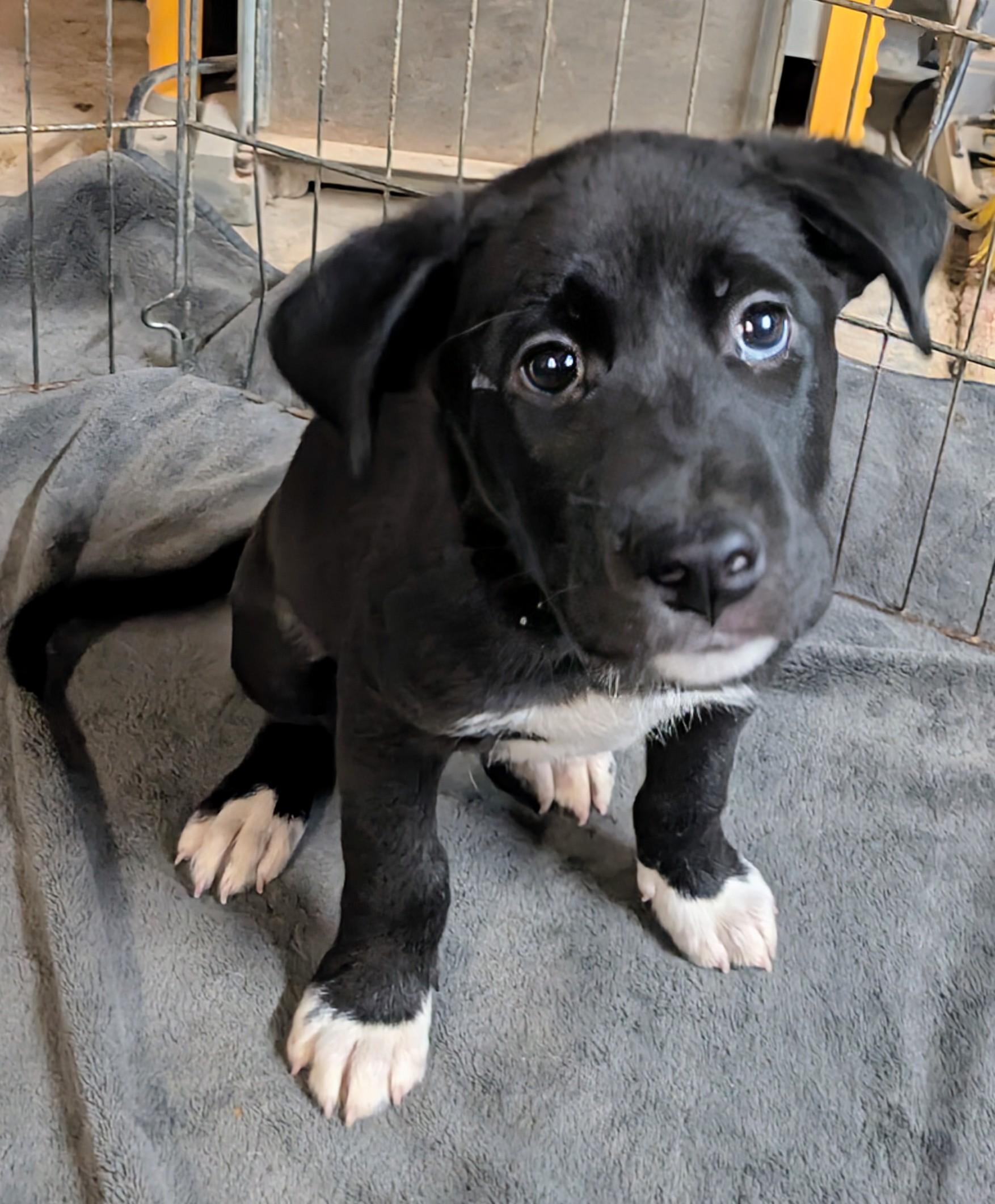 Enlarge Tom, a ADOPTABLE mixed breed in Saint David, AZ image 3/6