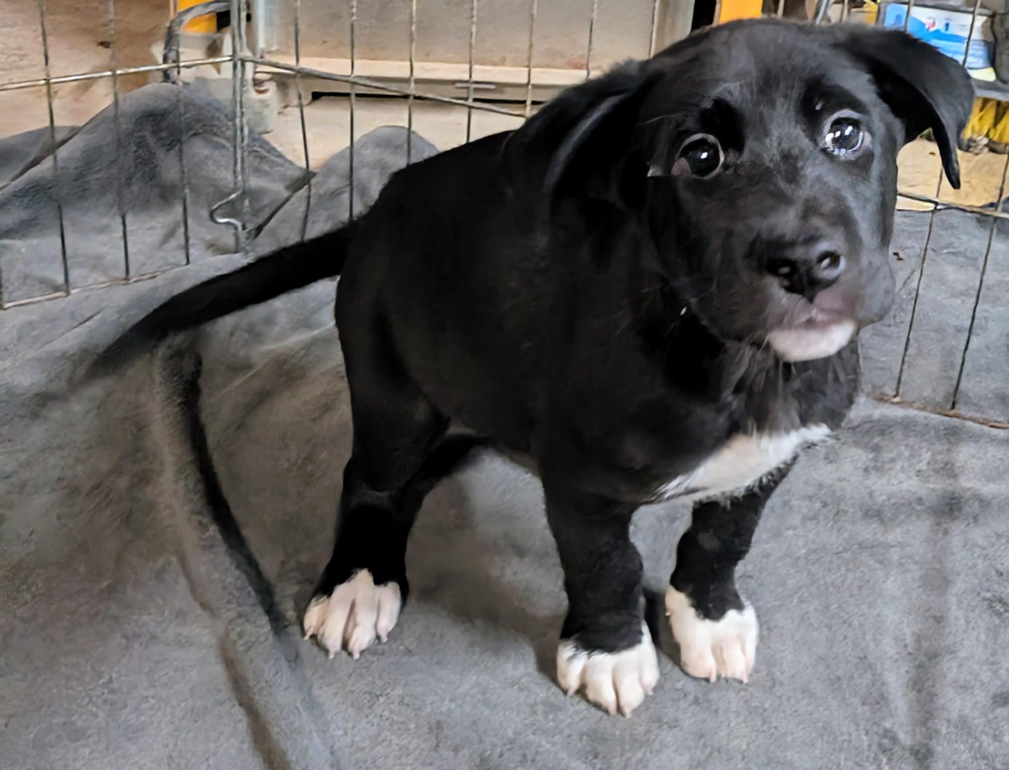 Enlarge Tom, a ADOPTABLE mixed breed in Saint David, AZ image 4/6