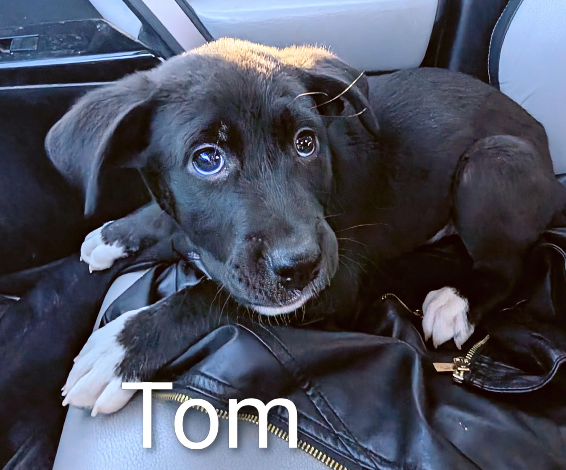 Enlarge Tom, a ADOPTABLE mixed breed in Saint David, AZ image 5/6