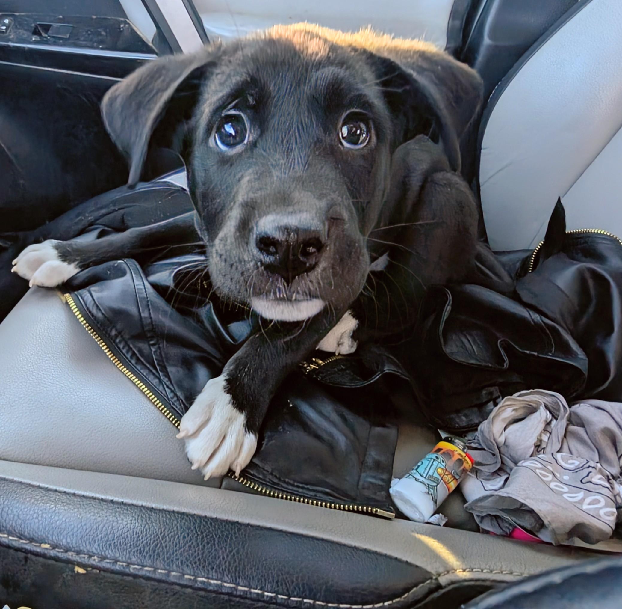 Enlarge Tom, a ADOPTABLE mixed breed in Saint David, AZ image 6/6