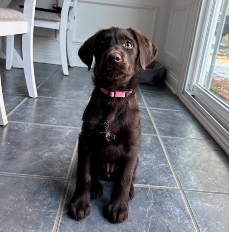 Bridget, ADOPTABLE, Puppy Female Labradoodle.