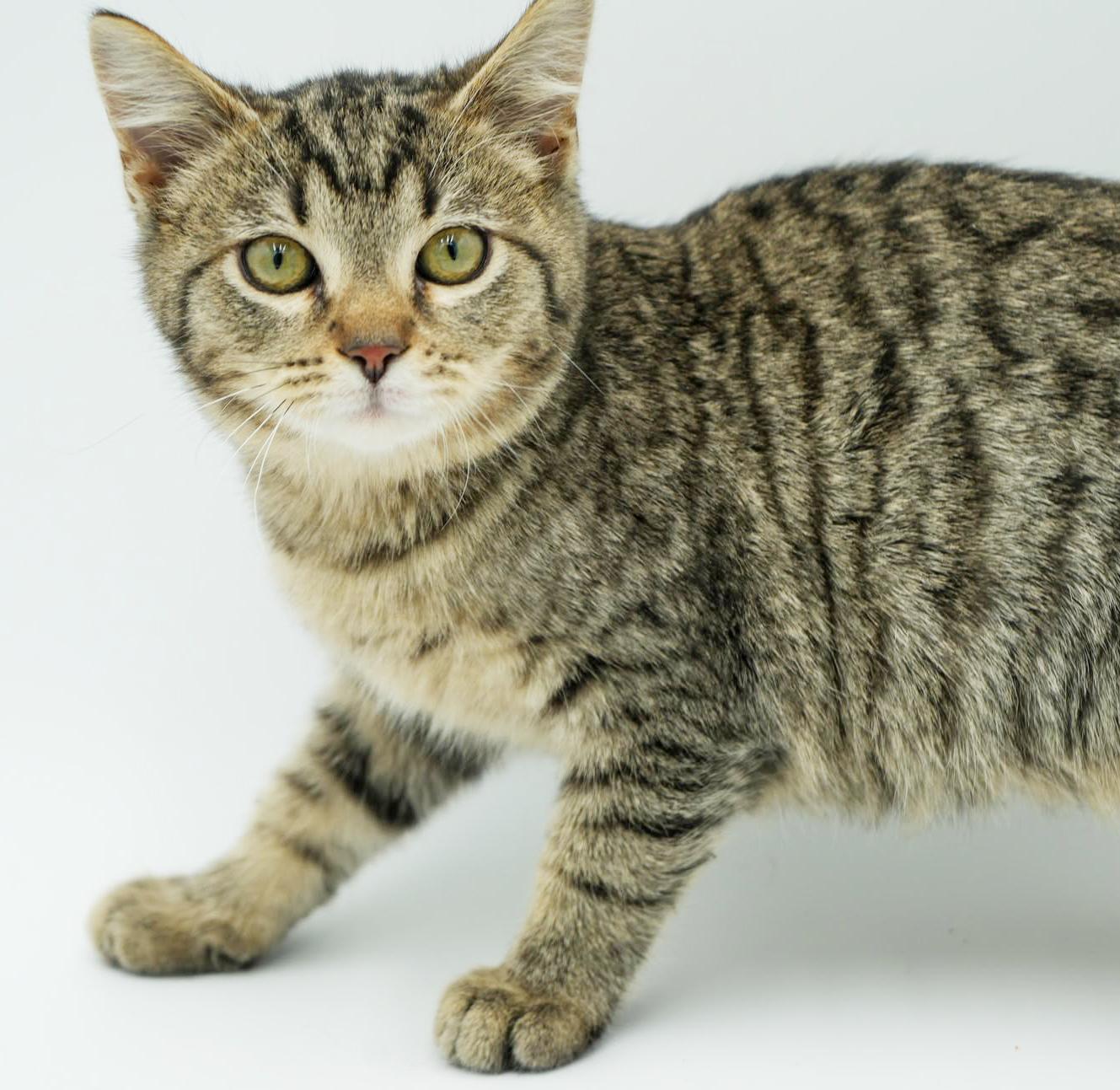 Enlarge Bronx is PERFECT BABY BOY - just sooooo cute omg!, a Adoptable mixed breed in Bedford Hills, NY image 3/6