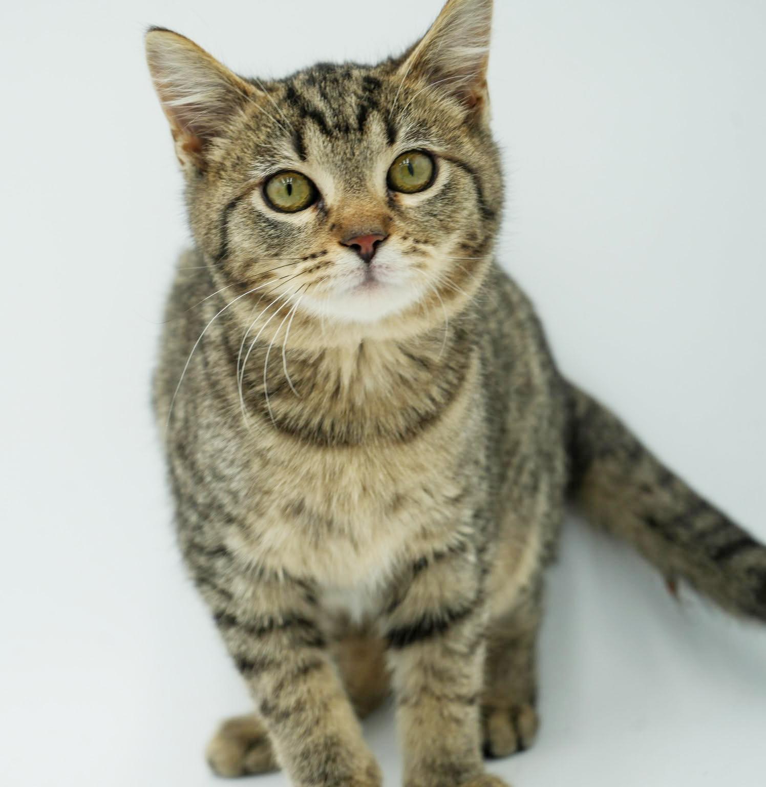 Enlarge Bronx is PERFECT BABY BOY - just sooooo cute omg!, a Adoptable mixed breed in Bedford Hills, NY image 5/6