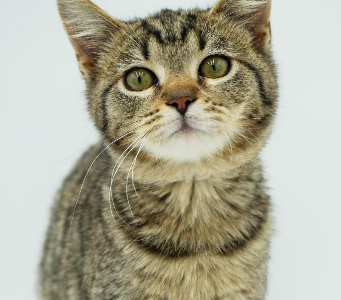 Bronx is PERFECT BABY BOY - just sooooo cute omg!, Adoptable, Kitten Male Tabby & Bengal.