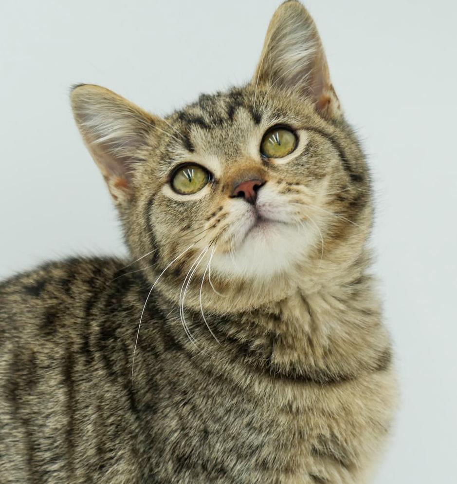 Enlarge Bronx is PERFECT BABY BOY - just sooooo cute omg!, a Adoptable mixed breed in Bedford Hills, NY image 4/6