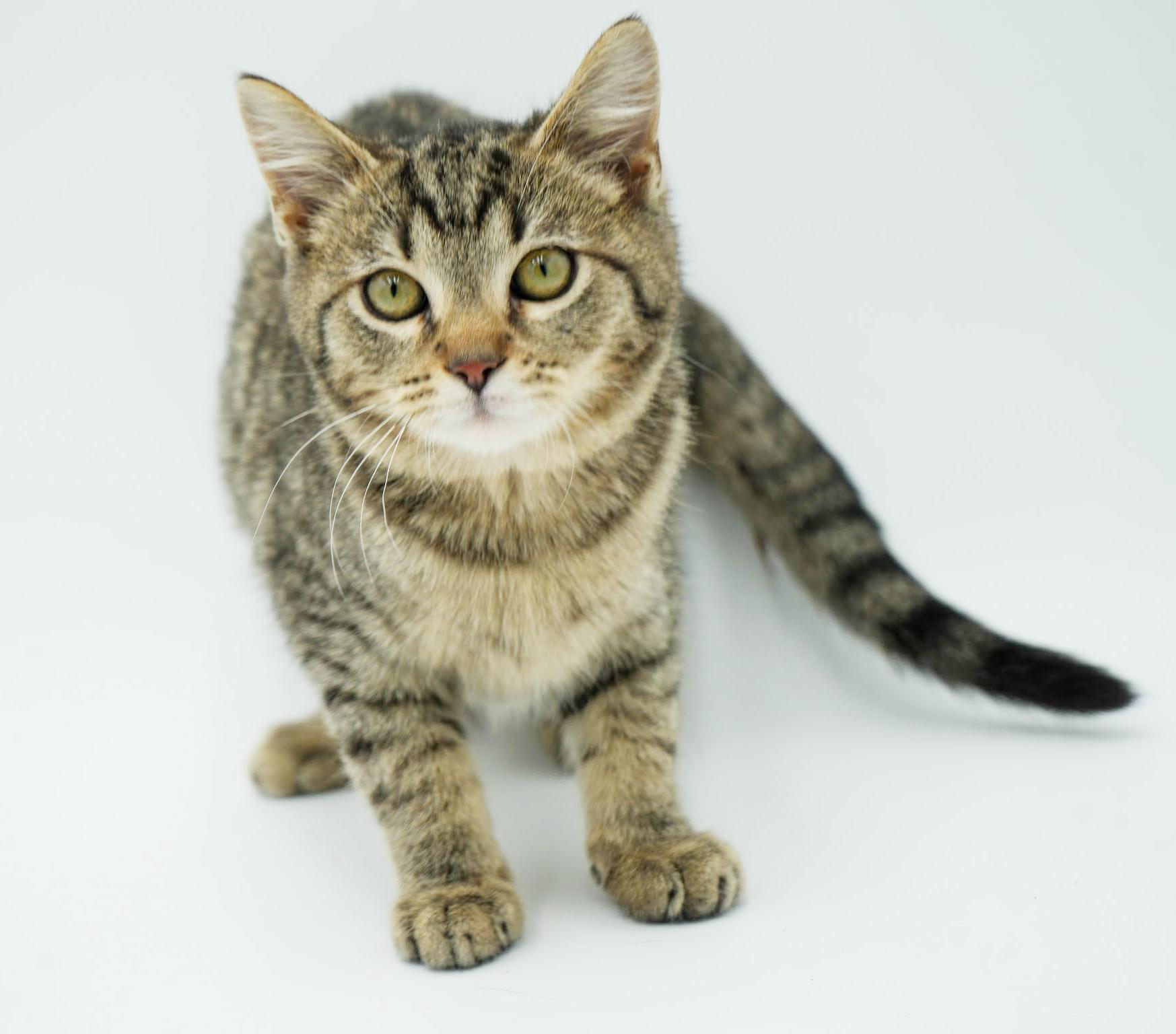 Enlarge Bronx is PERFECT BABY BOY - just sooooo cute omg!, a Adoptable mixed breed in Bedford Hills, NY image 6/6