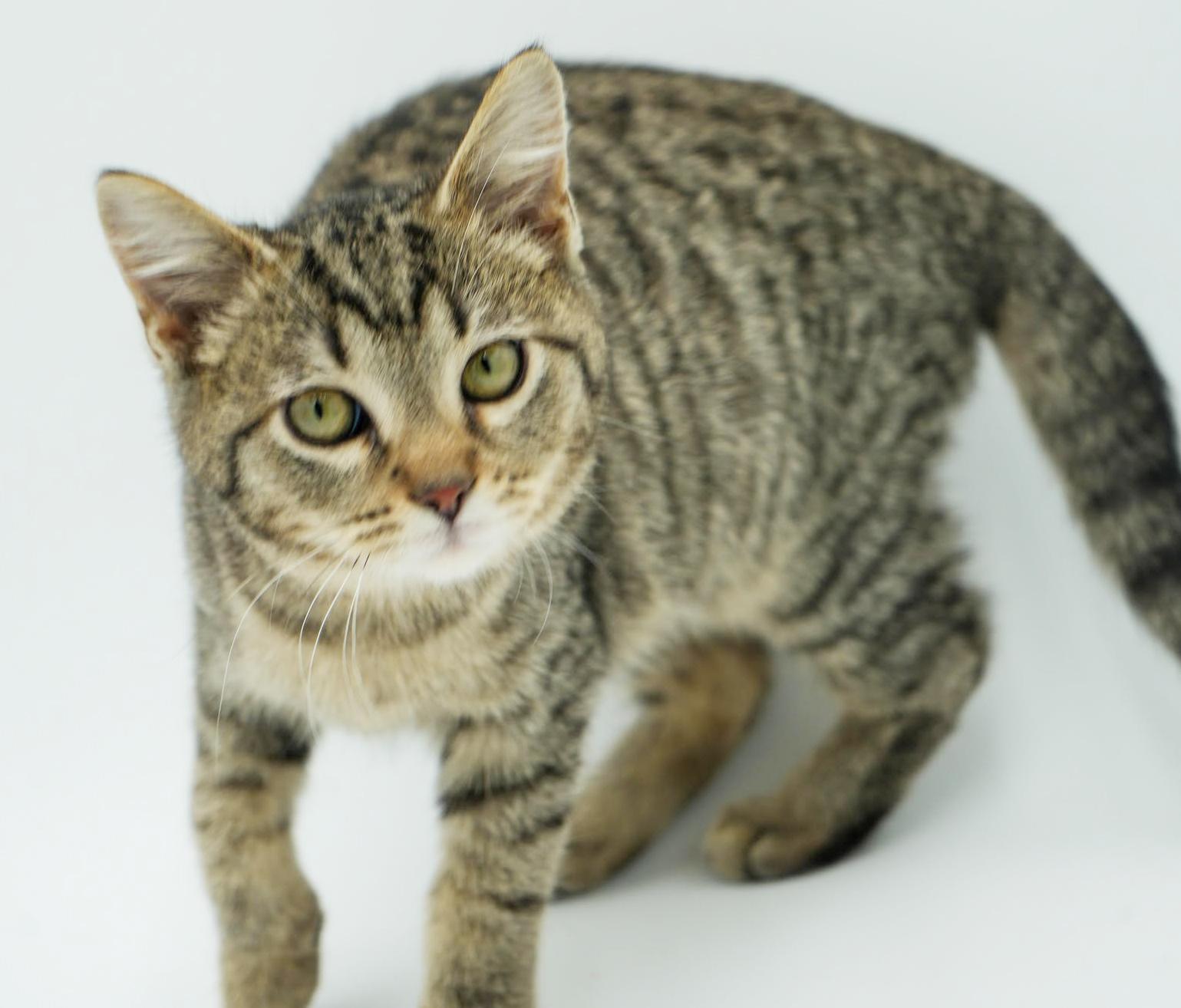 Enlarge Bronx is PERFECT BABY BOY - just sooooo cute omg!, a Adoptable mixed breed in Bedford Hills, NY image 2/6