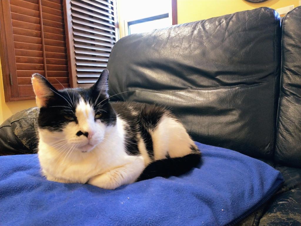 Enlarge Moo Moo, a Adoptable mixed breed in San Pedro, CA image 1/5