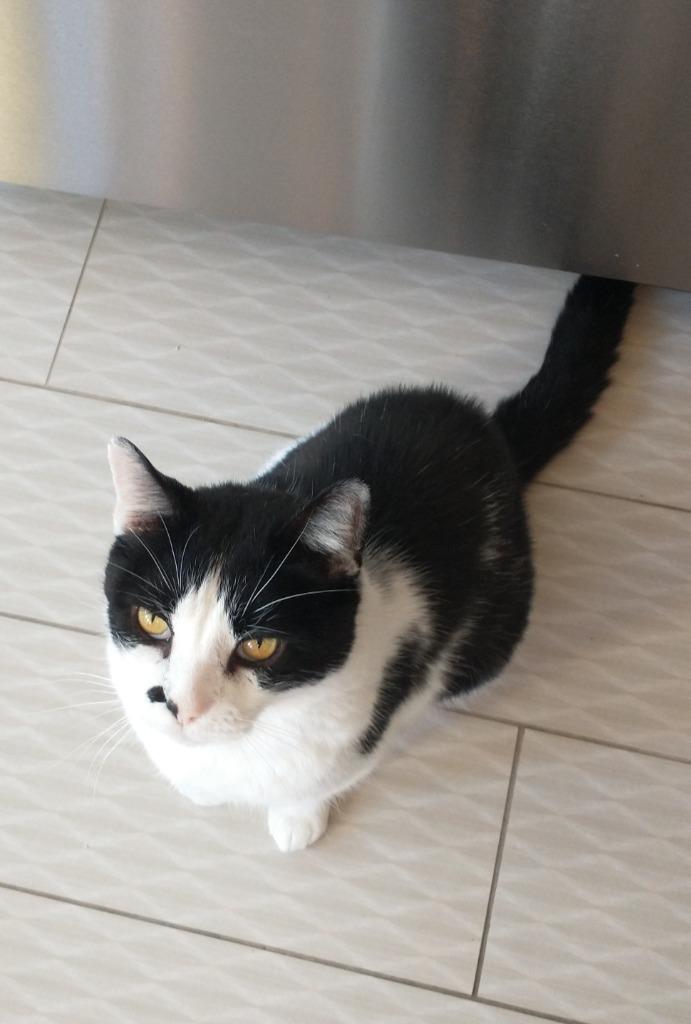 Enlarge Moo Moo, a Adoptable mixed breed in San Pedro, CA image 2/5