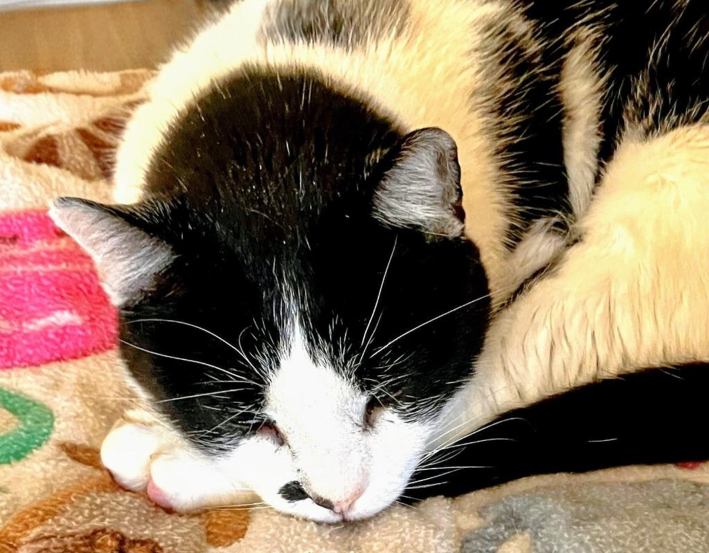 Enlarge Moo Moo, a Adoptable mixed breed in San Pedro, CA image 4/5